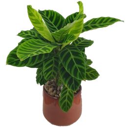 Καλαθέα - Calathea Zebrina σε Κεραμικό κασπώ