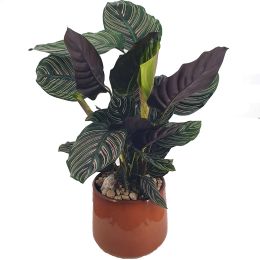 Καλαθέα - Calathea Ornata σε Κεραμικό κασπώ