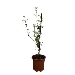 Γιασεμί χιώτικο-Jasminum σε γλάστρα 17 cm