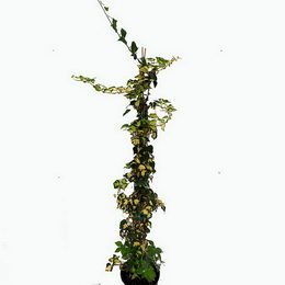 Κισσός μικρόφυλος- Hedera helix πανασέ σε γλάστρα 17 cm.