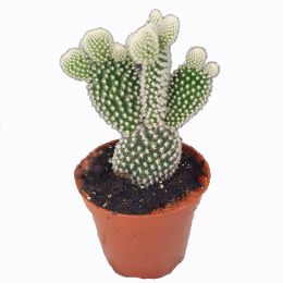 Cactus opuntia microdasys albispina in a 8 cm pot