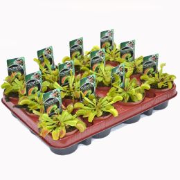 Sarkophyto - Dionaea Muscipula in a pot 8,5cm