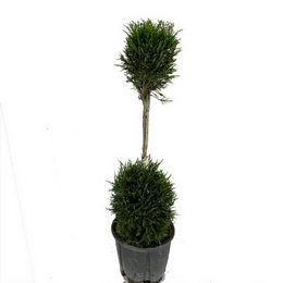 Cypress leyland in shape with 2 balls- cupressocyparis castelewelland gold 2 ball height 60-80 cm. € 30.00