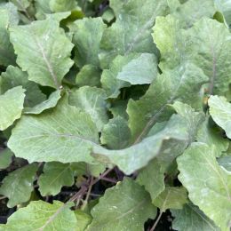 Γουλί Κόκκινο Φυτό - Brassica oleracea gongyloides