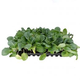 Λάχανο φυτό υβρίδιο-Brassica oleracea var.capitata