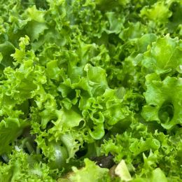 Μαρούλι Φυτό Κατσαρό Πράσινο - Lactuca sativa