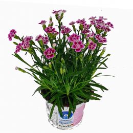 Γαρύφαλλο μίνι - Dianthus pink kisses σε γλάστρα 12 cm