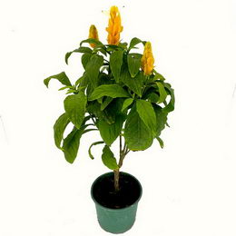 Βελοπερόνη κίτρινη-Pachystachys lutea σε γλάστρα 17 cm.