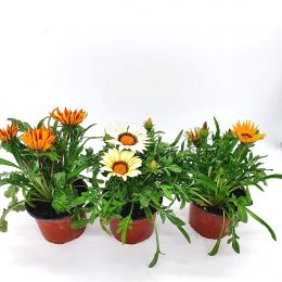 Γκαζάνια σε γλάστρα - Gazania rigens 12 cm mix χρώματα