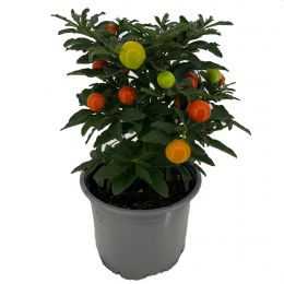 Σολάνο-Solanum Pseudocapsicum Σε Γλάστρα 10 cm