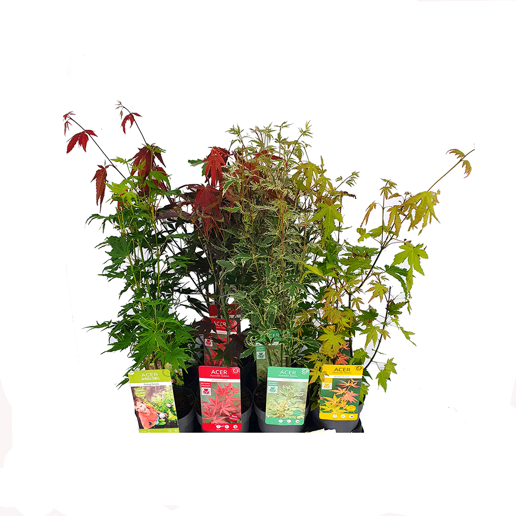 Acer-Αcer mix σε γλάστρα 10,5 cm
