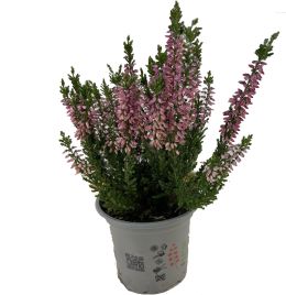 Kαλούνα -Calouna  Σε Γλάστρα  9cm