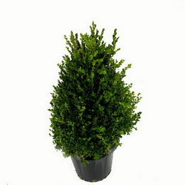Πυξάρι κώνος Buxus sempervirens σε γλάστρα 38cm.
