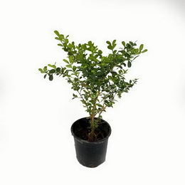 Πυξάρι-Buxus sempervirens σε γλάστρα 15cm.