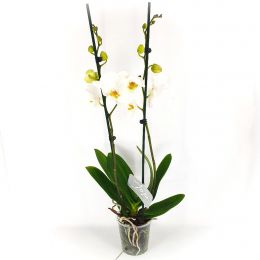 Ορχιδέα phaleanopsis λευκή με 2 κλαδιά