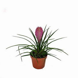 Τιλάνσια - Tillandsia Cyanea σε γλάστρα 8 cm