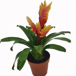 Βριέζια - Vriesea Splendens σε Γλάστρα 12 cm