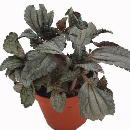 Πιλέα - Pilea Ιnvolucrata (Sims) CHWright & Dewar 'Panamiga' σε Γλάστρα 9cm