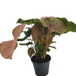 Συγκόνιο - Syngonium Podophyllum ‘Red Plum Allusion’ σε Γλάστρα 14cm