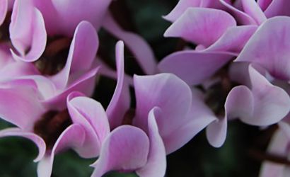 Gardener Diary - November