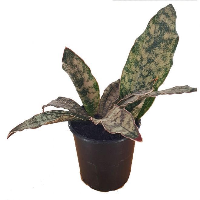 - Sansevieria Canyon Granite 9 Cm ', Green Plants | perikipou.gr
