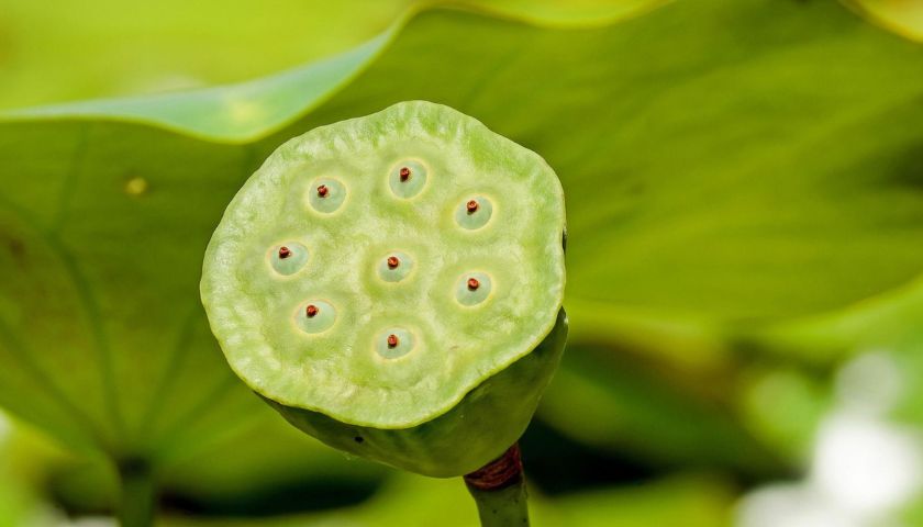 Ιδιαίτερα φυτά banner 1